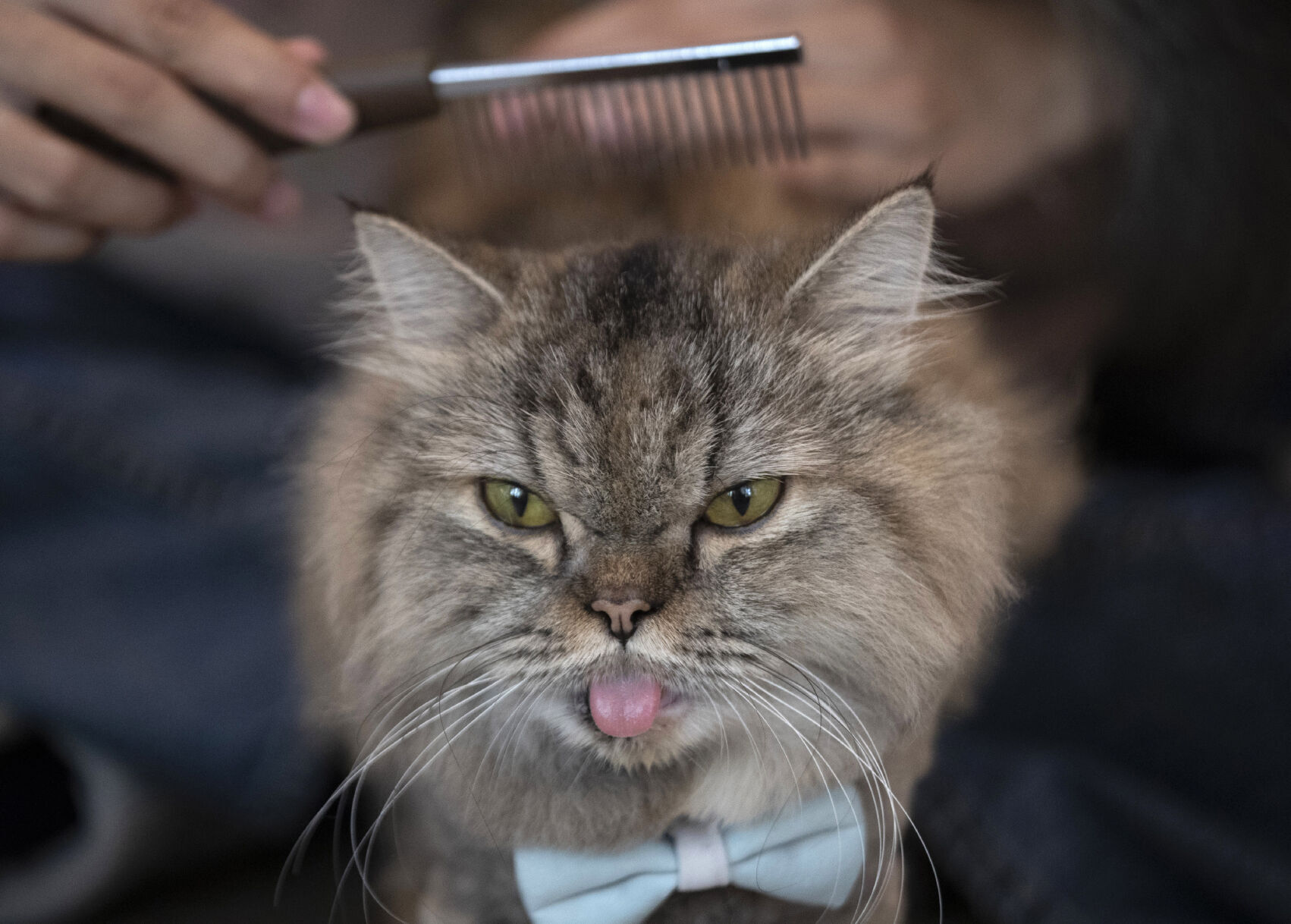 Cat cafe